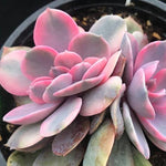 PRESALE Echeveria Rainbow West Cristata, (Not so Random)