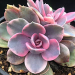 PRESALE Echeveria Rainbow West Cristata, (Not so Random)