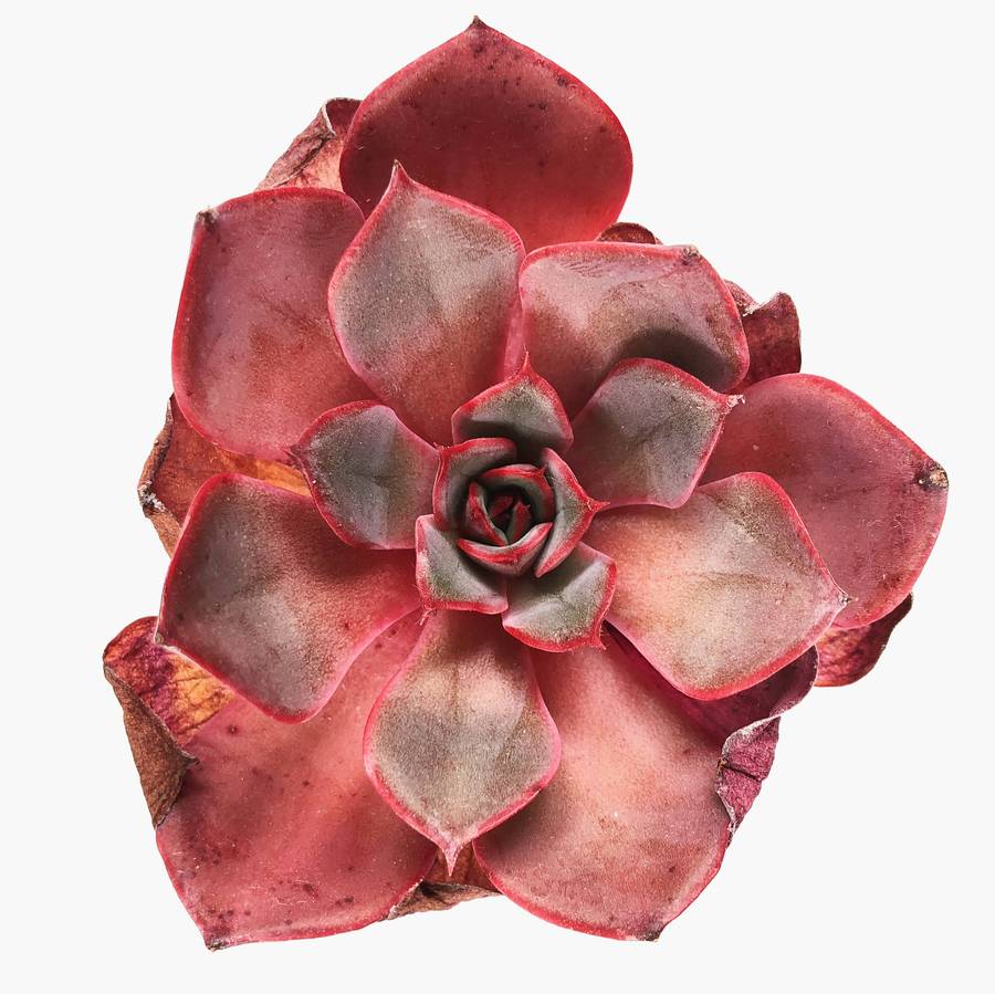 PRESALE Echeveria Fireensis, (Random)