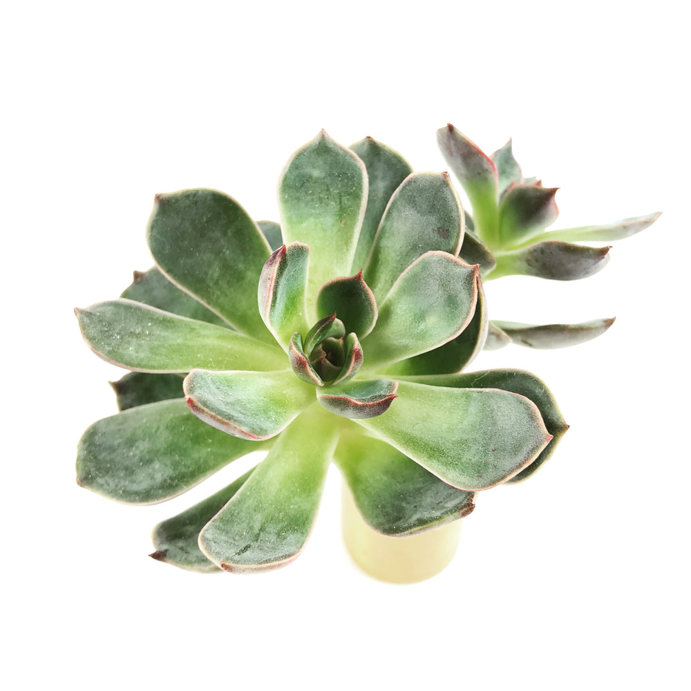 THE GOOD, THE BAD and The UGLY SALE! Echeveria Santa Lewis