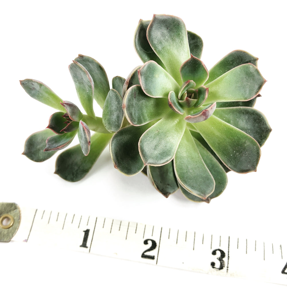 THE GOOD, THE BAD and The UGLY SALE! Echeveria Santa Lewis