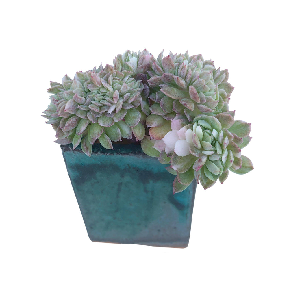 bradburiana succulent Echeveria Bradburiana, Crested and Variegated