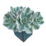 Echeveria Lenore Dean, Cluster