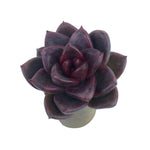 Echeveria Pine Rose, Small