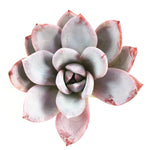 THE GOOD, THE BAD and The UGLY SALE! Echeveria Ivory