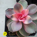 PRESALE Echeveria West Rainbow, (Not so Random)