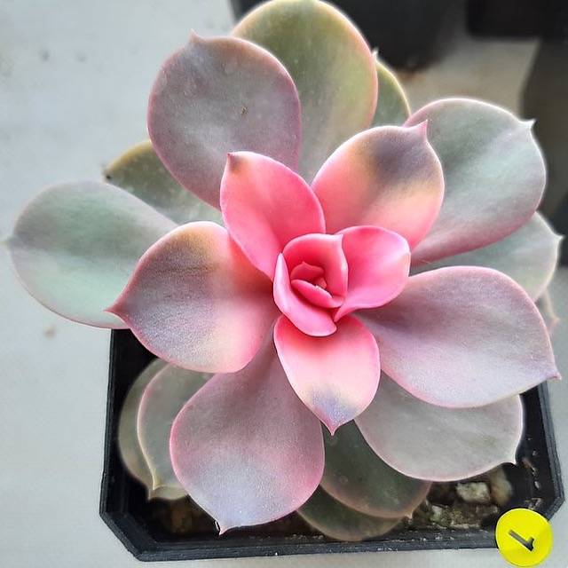 PRESALE Echeveria West Rainbow, (Not so Random)