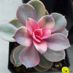 PRESALE Echeveria West Rainbow, (Not so Random)