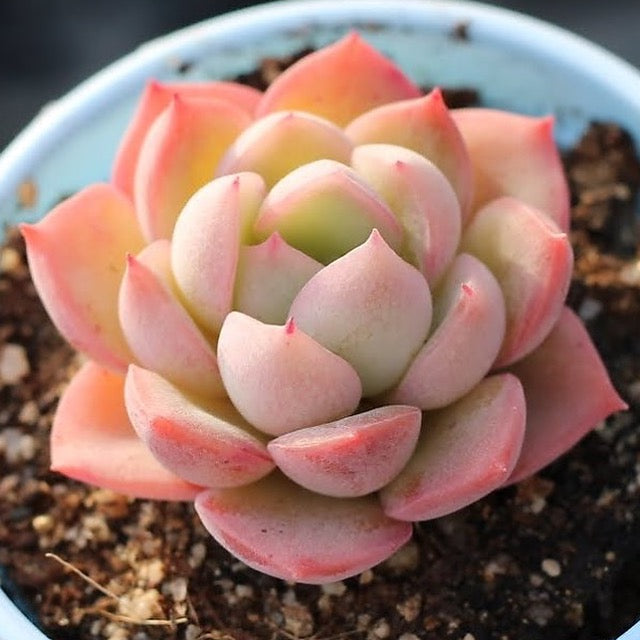 Presale Echeveria 'Skyline' (New Hybrid)