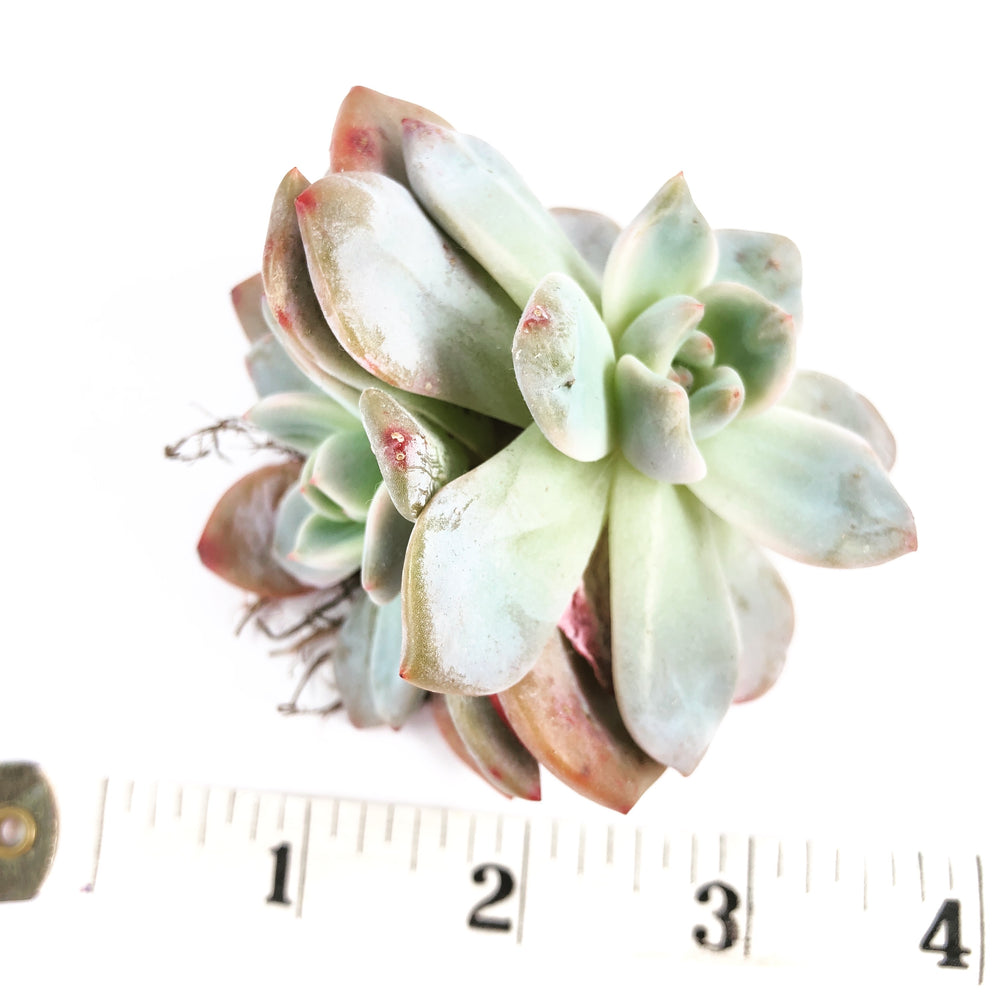 THE GOOD, THE BAD and The UGLY SALE! Echeveria Unknown, (Double)