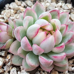 PRESALE Echeveria Mebina, Variegata, Double, (Random)