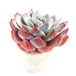 THE GOOD, THE BAD and The UGLY SALE! Echeveria Orange Monroe