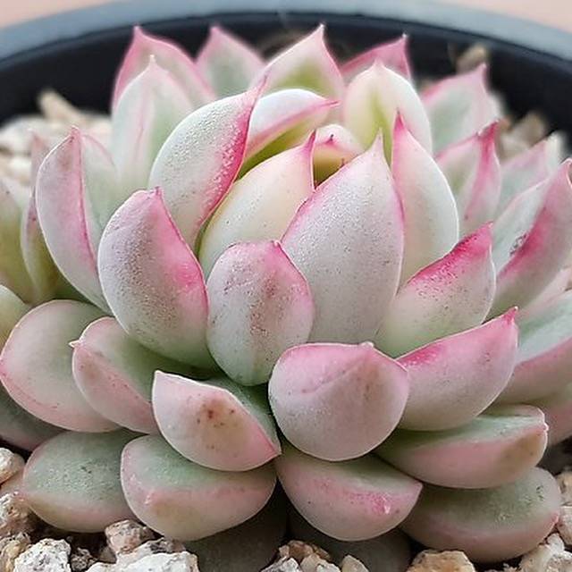 PRESALE Echeveria Mebina, Variegata, Double, (Random)