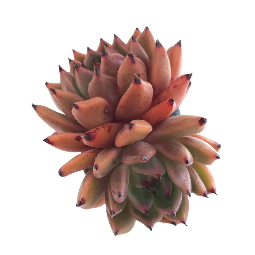 Echeveria Golden Bear Hybrid Cedar Creek Farmhouse