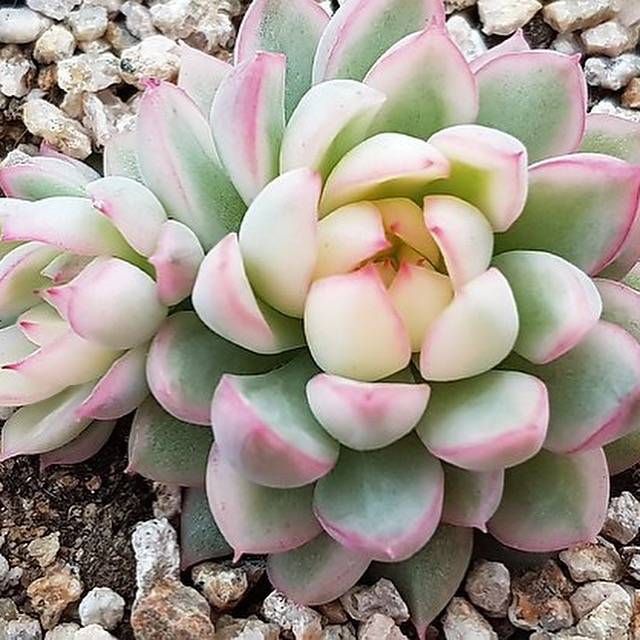 PRESALE Echeveria Mebina, Variegata, Double, (Random)