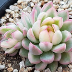 PRESALE Echeveria Mebina, Variegata, Double, (Random)