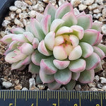 PRESALE Echeveria Mebina, Variegata, Double, (Random)