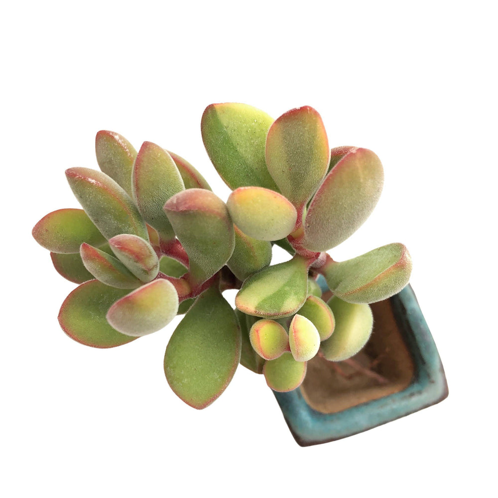 Crassula Rogersii, Lightly Variegated
