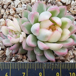 PRESALE Echeveria Mebina, Variegata, Double, (Random)