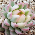 PRESALE Echeveria Mebina, Variegata, Double, (Random)