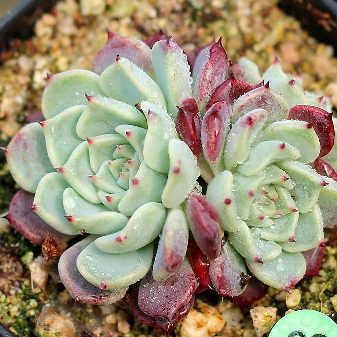 PRESALE Echeveria Sarahime Cluster, (Not so Random)