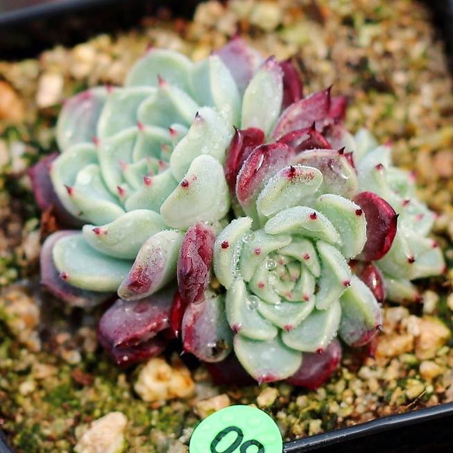 PRESALE Echeveria Sarahime Cluster, (Not so Random)