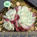 PRESALE Echeveria Sarahime Cluster, (Not so Random)