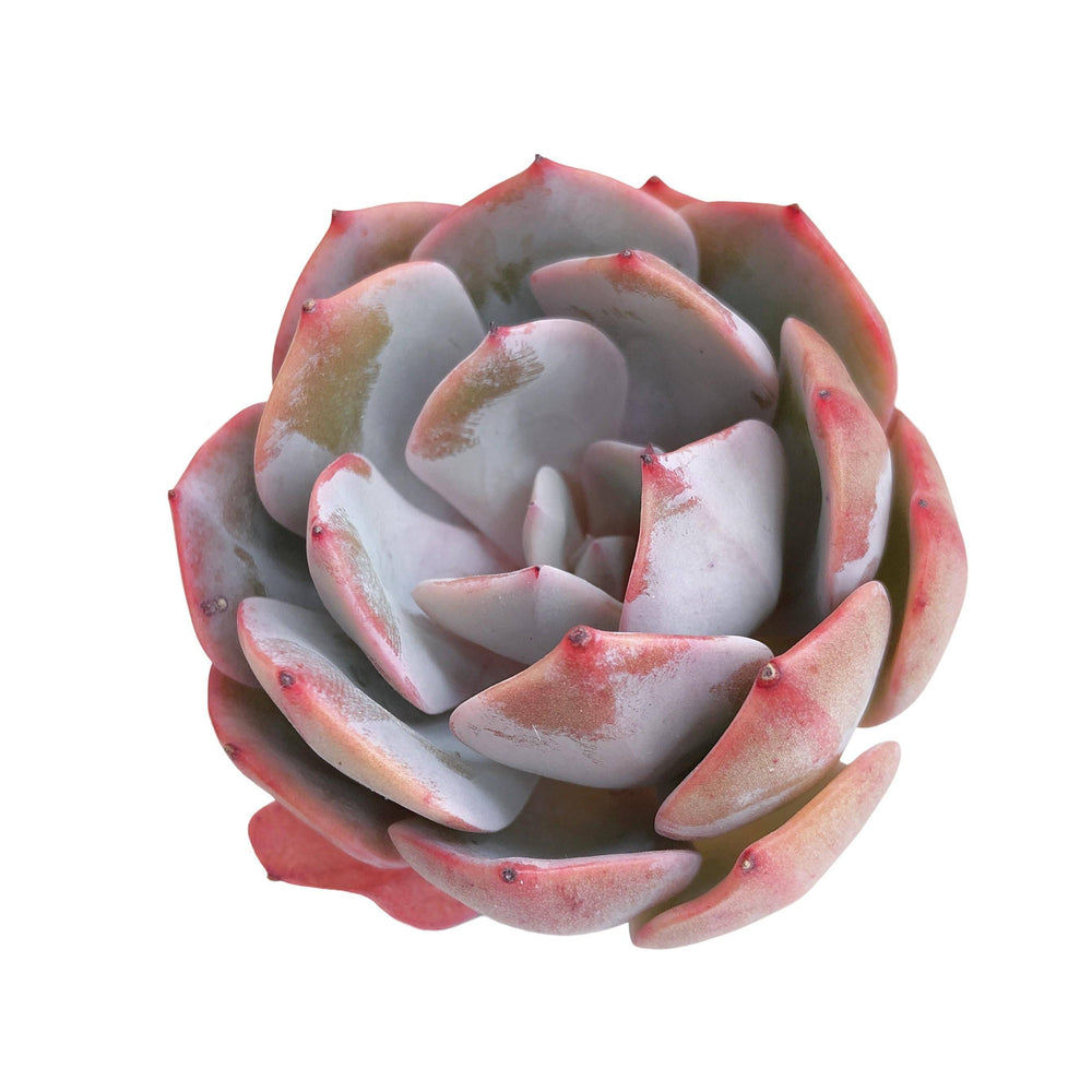 Echeveria White Cassyz