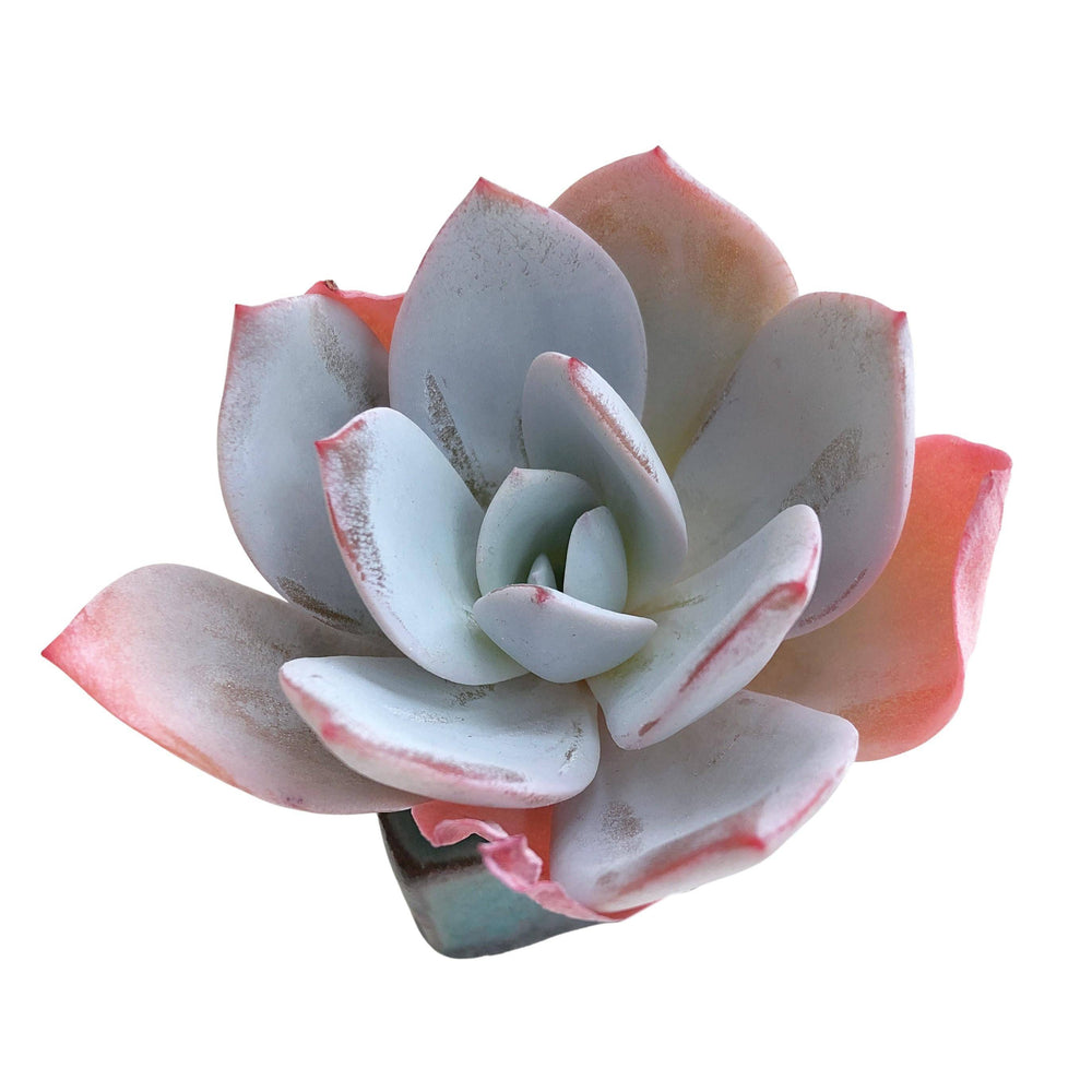 white lotus succulent Echeveria White Lotus