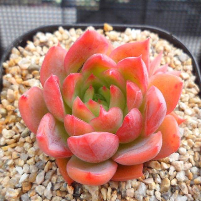 red star succulent PRESALE Echeveria 'Angela Star,' (Not so Random) – Cedar Creek Farmhouse
