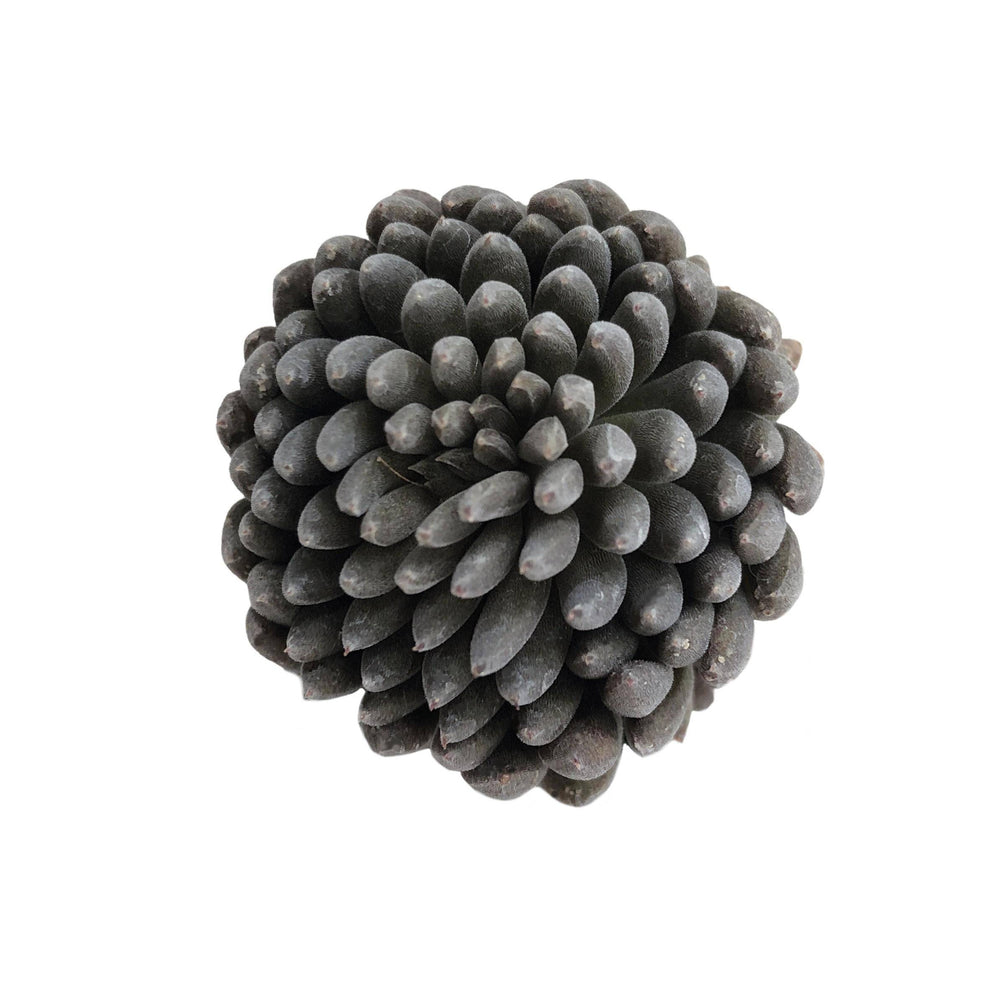 Sinocrassula Yunnanensis