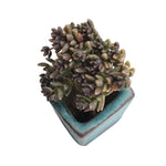 SALE! Monanthes Muralis, (Small)