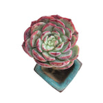 SPECIAL! JUST CART!! Echeveria Sp.