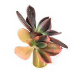 Echeveria Pre Madonna, (Double)