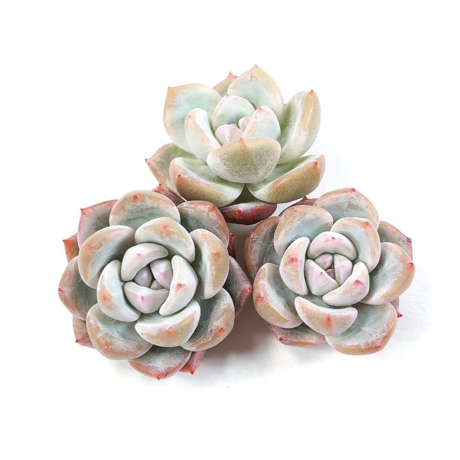 PRESALE Echeveria Lauii (Hybrid?)