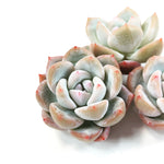 Echeveria Lauii (Hybrid?), Random