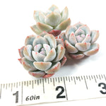 Echeveria Lauii (Hybrid?), Random