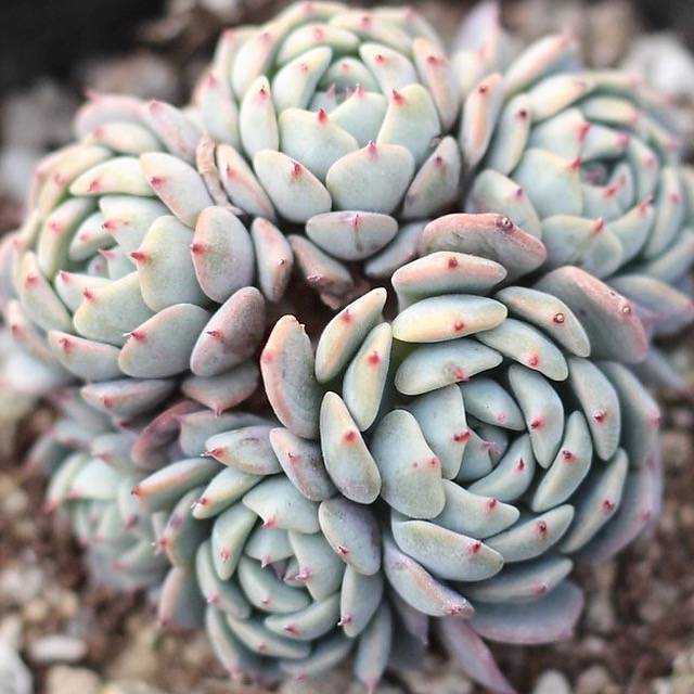 PRESALE Echeveria Moria