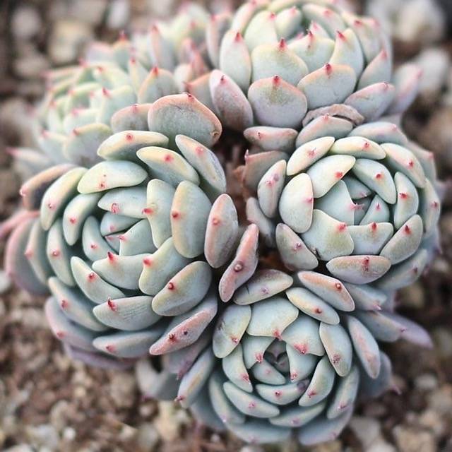 PRESALE Echeveria Moria