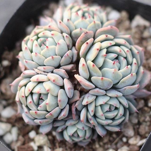 PRESALE Echeveria Moria