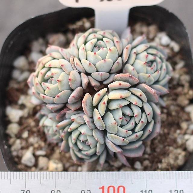 PRESALE Echeveria Moria