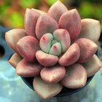 PRESALE Echeveria Rubidonna, (Not so Random)