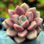 PRESALE Echeveria Rubidonna, (Not so Random)