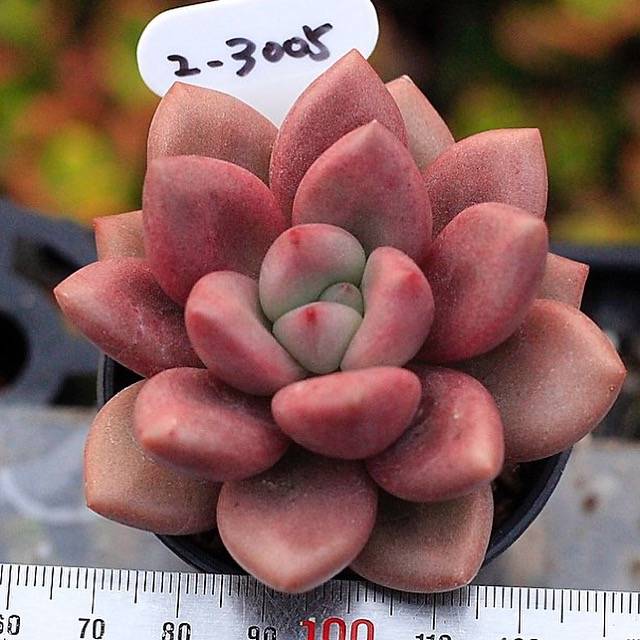 PRESALE Echeveria Rubidonna, (Not so Random)