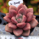 PRESALE Echeveria Rubidonna, (Not so Random)