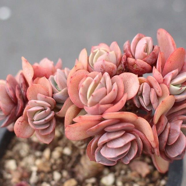 PRESALE Echeveria Suyon – Cedar Creek Farmhouse