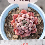 PRESALE Echeveria 'Canape'