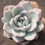 (RESERVED) Echeveria 'Ivory'