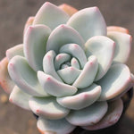 (RESERVED) Echeveria 'Ivory'