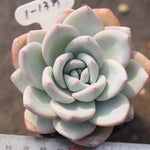 (RESERVED) Echeveria 'Ivory'